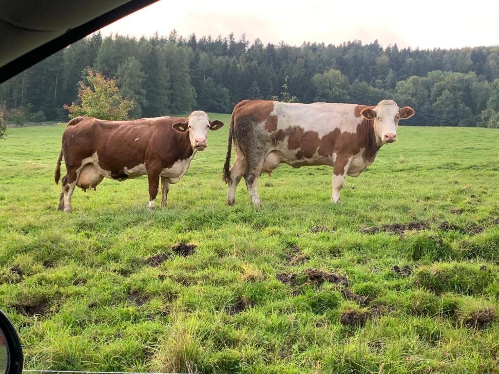 Ferienwohnung Waldkoehlerei Michelbach Zewnętrze zdjęcie